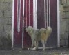 معضل سگ های ولگرد در زابل وبیماریهای ناشی ازآن