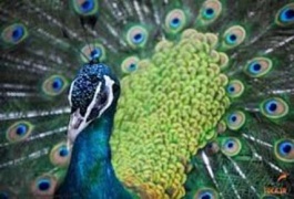 ژوهشگران راز جاذبه دم چتري طاووس نر را كشف كرده اند