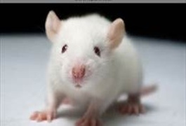 درمان نابينايي موش ها توسط دانشمندان با استفاده از بن ياخته ها