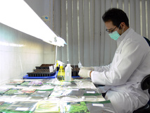 تولید مسکن گیاهی توسط محققان دانشگاهی