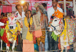 عروسی پر زرق و برق گاوها در هند