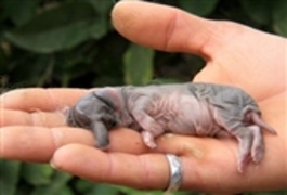 تولد بچه خرگوشی با صورت شبیه فیل
