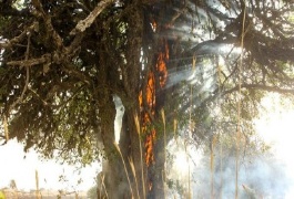 عاقبت آتش سوزی جنگل‌ها
