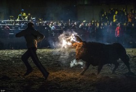 تصویر": آتش زدن گاو برای تفریح در اسپانیا