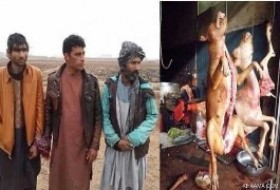 فروشندگان گوشت سگ بازداشت شدند/ عکس
