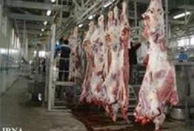 خوزستان برای تامین گوشت گوساله به سیستان و بلوچستان روی آورد