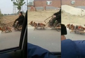 شکنجه عجیب سگ پاکوتاه توسط مرد تنبل