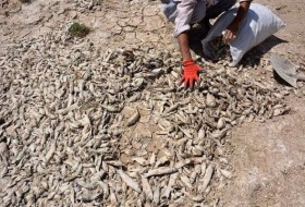 وقتی تنها، مرگی تلخ نصیب ماهی ها در سیستان می شود/ تالاب بین المللی هامون، قبرستانی عظیم برای دفن ماهیان
