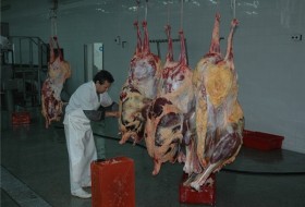 خط کشتار صنعتی شترمرغ در کشتارگاه صنعتی خوشه‌طلایی سیستان آغاز به کار کرد