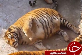 ببرهای چاق در باغ وحش چین + تصاویر