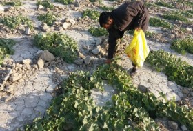 اختصاص ۷۲۰ هکتار از اراضی خشک شده تالاب هامون به کشت پشمک/ خربزه محلی اشتغال دو هزار نفر را رقم زد