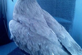نجات یک بهله عقاب در سیستان و بلوچستان