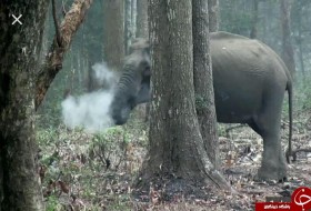 صحنه عجیبی که کارشناسان حیات وحش در یک جنگل با آن مواجه شدند! +فیلم