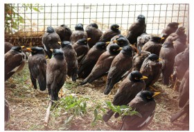 400 قطعه پرنده زینتی قاچاق توسط ماموران انتظامی نیمروز کشف شد