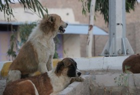 وجود 40 هزار سگ ولگرد در منطقه سیستان/مرگ و میر ناشی از هاری به صفر رسید