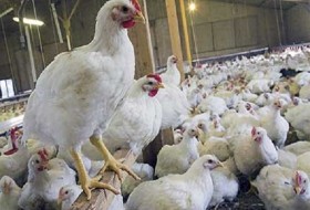 چشم کارآفرینان به بازگشایی مرز/ سلیقه های شخصی مانع تولید انبوه مرغ
