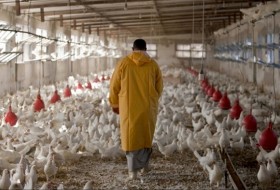 پرورش سودآور مرغ گوشتی در دانشگاه زابل