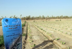کاشت کاکتوس اپونتیا در سیستان باعث اشتغالزایی خواهد شد/یک هکتار از مزارع مجتمع تحقیقاتی بقیه ا.. الاعظم (عج) مورد کشت قرار گرفت