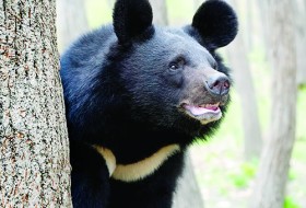 شرایط پیچیده نگهداری خرس نایاب بلوچی در باغ وحش چاه نیمه/اسارت ۱۰ ساله نادیا فرصت بازگشت به طبیعت را از او گرفته است