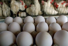 مرغ زنده تا اطلاع ثانوی تعطیل/موردی از آنفلوانزای فوق حاد پرندگان در زابل مشاهده نشده است