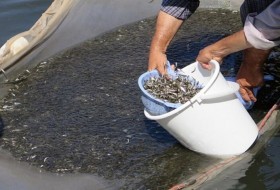 رشد چشمگیر آبزی پروری در هیرمند/وجود ۴۵۸ استخر پرورش ماهی باعث اشتغال پایدار در منطقه شده است