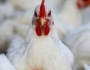 سریال تکراری نایاب در بزرگترین تولید کننده مرغ کشور؛ ضرب ‌الاجل مسئولان ضربی نداشت