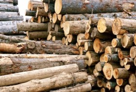 کشف ۲۲ تن چوب جنگلي قاچاق در" هامون"