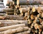 کشف ۲۲ تن چوب جنگلي قاچاق در" هامون"
