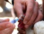 آغاز مرحله نهم طرح واکسیناسیون رایگان طیور بومی در هامون