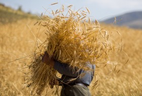 رشد ۳ برابری تولید گندم طی ۴۰ سال اخیر/ صادرات گندم ایران به مهد پاستای دنیا