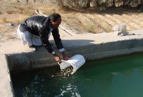 آغاز برداشت ماهی سردآبی در شهرستان نیمروز