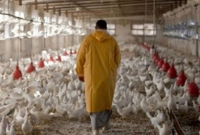 پرندگان مهاجر عامل آنفولانزای مرغی/مردم گوشت مرغ را از فروشگاه های معتبر تهیه کنند