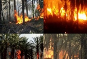 آتش‌سوزی نخیلات دغدغه اساسی نخل‌کاران جنوب شرق در فصل گرما/ رخت سیاه بر قامت ۱۷۰۰ اصله درخت در "نیکشهر"